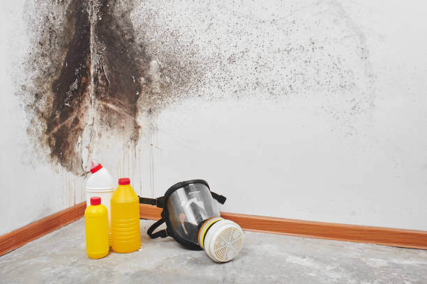 Best Attic Mold Removal  in Van Buren, MO