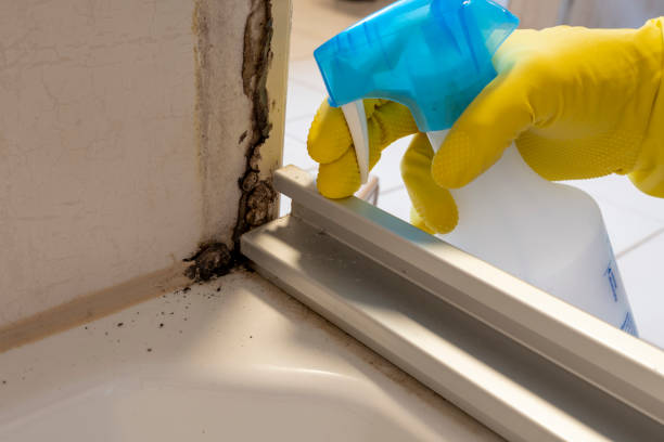 Best Professional Mold Removal  in Van Buren, MO