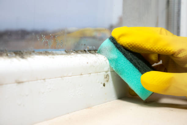 Best Crawl Space Mold Removal  in Van Buren, MO