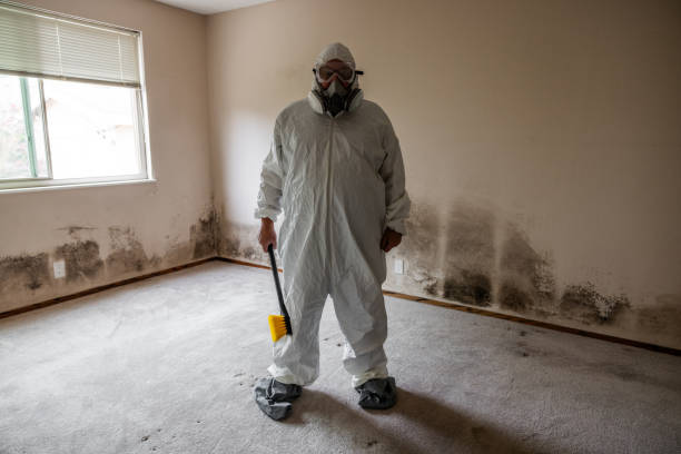 Attic Mold Removal in Van Buren, MO