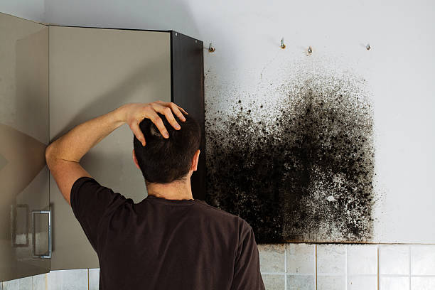 Best Water Damage Restoration  in Van Buren, MO