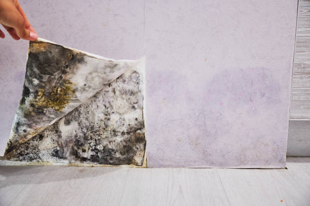 Best Mold Removal and Inspection  in Van Buren, MO